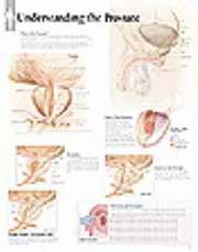 Understanding The Prostate