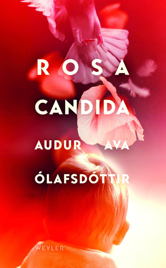 Rosa Candida
