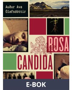 Rosa candida, E-bok